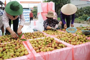 Vải thiều tràn ngập thị trường TP.HCM, nhiều 'cung bậc' giá