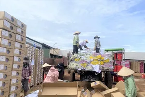 Lý do gần 1 triệu cành hoa Đà Lạt xuất khẩu bị nghiền làm phân