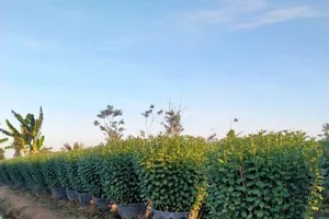 Thiếu hoa tết vì nhà vườn không dám trồng?