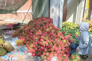 Thương nhân bỏ cọc, đền 15 tỷ cho người trồng thanh long