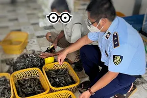 Phát hiện cơ sở thu mua bơm tạp chất vào tôm sú