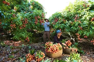 Đưa vải thiều từ Bắc Giang vào TP.HCM tiêu thụ khó do giá xăng dầu tăng cao