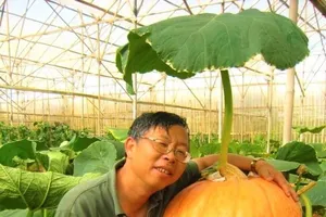 Bất ngờ bí ngô “cháy hàng” dịp Haloween