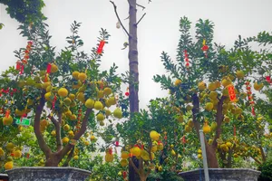 Bưởi Diễn trưng Tết chờ khách mua, quất cảnh Hội An đắt hàng 