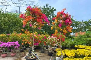 Hoa giấy 'chân dài' 3m chờ khách mua chưng tết