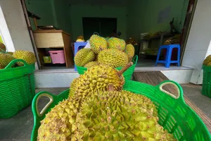 Mã vùng trồng quá ít, lo sầu riêng bị 'thắt cổ chai' 