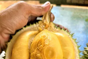 Sầu riêng Black Thorn