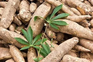 5 tháng đầu năm, xuất khẩu sắn và các sản phẩm từ sắn sang Nhật tăng mạnh