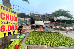 Giải cứu chuối xuất khẩu 6.000 đồng/kg 