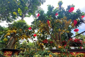 Bưởi Diễn trang trí đơn giản hơn do giá phụ kiện tăng gấp đôi: ẢNH TÚ UYÊN