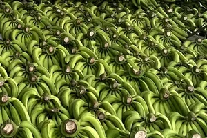 Việt Nam vượt Philippines trở thành nhà cung cấp chuối lớn nhất cho thị trường Trung Quốc