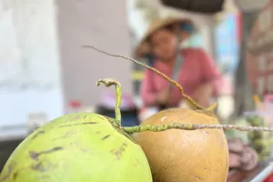 Dừa bán lẻ 13.000-20.000 đồng/trái. Ảnh: TÚ UYÊN