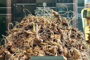 Vì sao sâm Ngọc Linh tốt nhưng người Việt lại thích sâm Hàn Quốc?