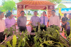 Quảng Nam quảng bá sâm Ngọc Linh quý hiếm tại TP.HCM, livestream từ vùng trồng 