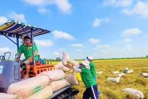 Việt Nam xuất khẩu 500 ngàn tấn gạo trong tháng 1-2025