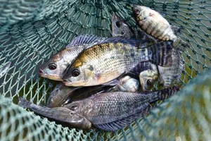 Brazil dỡ lệnh cấm cá rô phi, đàm phán mở cửa cho cá tra Việt Nam