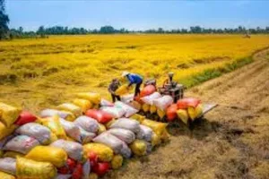 Gạo Việt Nam tại Singapore: Giữ vững vị thế tốp 3 