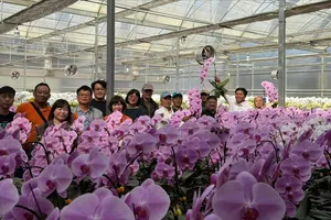 Người bán hoa, trồng hoa điêu đứng vì công văn 'không nhận hoa chúc mừng ngày khai giảng' 