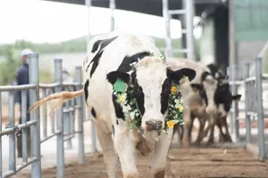 Người tiêu dùng, nhà kinh doanh sữa lúng túng vì quy định không rõ ràng