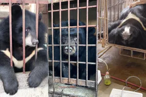 Cần giải pháp cấp bách chấm dứt tình trạng nuôi nhốt gấu tại Thủ Đô