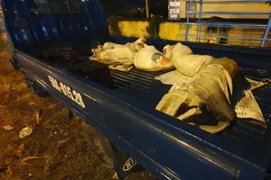 Xe biển xanh chở heo chết rồi… đào hố ngay vệ đường