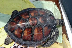 Thả 1 cá thể rùa biển quý hiếm về môi trường tự nhiên 