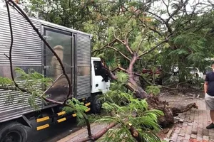 Cây phượng vĩ bật gốc đè xe tải tại quận 9