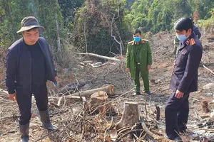 Triệu tập 2 người liên quan vụ phá rừng phòng hộ ở Đà Lạt