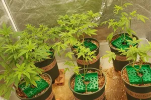 Trồng cả trăm cây cần sa ở TP Thủ Đức rồi rao bán trên mạng