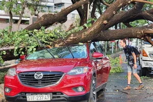TP.HCM: Mưa to gió lớn, cây đổ đè trúng ô tô, người
