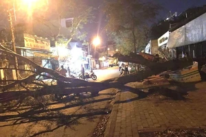 Cây bật gốc đè 2 mẹ con ở TP Thủ Đức 