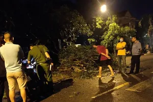 Cây xanh bật gốc đè tử vong người thu tiền cước cáp viễn thông