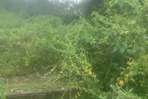 Phát hiện thi thể nữ giới dưới sông Rạch Chiếc