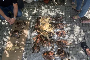 Công an phát hiện quầy mỹ nghệ ở Cần Giờ chứa 23 con Đồi Mồi 