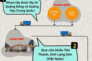 Infographic: Đường đi của khoai tây Trung Quốc thành nông sản Đà Lạt