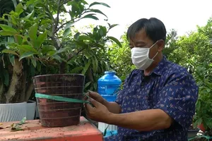 Video: Nhà vườn ở Thủ Đức xuất khẩu mai vàng đón Tết Nguyên đán 