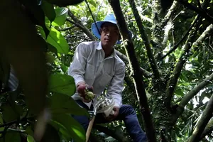 Nông dân 'quay xe', không bán măng cụt xanh