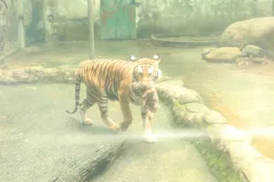 Video: Thảo Cầm Viên Sài Gòn cắt bánh kem mừng đầy tháng 2 chú hổ Bengal