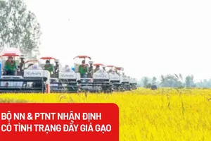 Bộ trưởng NN&PTNT: Giá lúa gạo bị đẩy lên bất hợp lý do thiếu liên kết