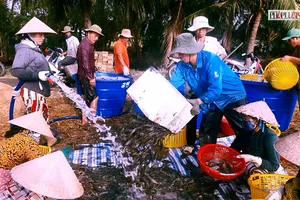 Chuyện 'mần dần công' đã sống lại ở Cà Mau