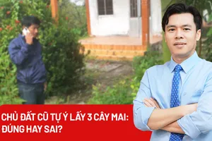 Vụ chủ đất cũ tự ý lấy 3 cây mai: Hiểu sao cho đúng?