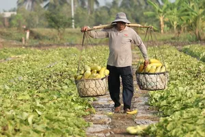 Video: Nông dân Long An mất mùa vụ dưa gang sau tết