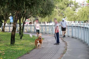 Video: Người dân ngán ngẩm chó thả rông trong công viên, bờ kè TP.HCM