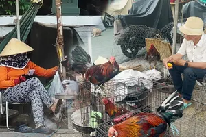 Video: Báo động dịch cúm, gia cầm chưa kiểm dịch vẫn bày bán tràn lan