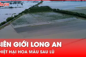 Người dân biên giới Long An thiệt hại hoa màu sau mưa, lũ