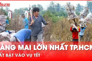 Video: Làng mai lớn nhất TP.HCM tất bật vào vụ Tết