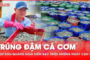 Ngư dân Quảng Ngãi trúng mùa cá cơm, kiếm bạc triệu mỗi ngày cận Tết
