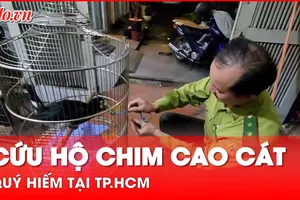Video: Cứu hộ chim cao cát bụng trắng quý hiếm tại TP.HCM