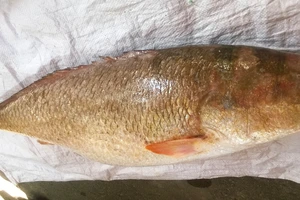 Bắt được loài cá đặc biệt quý hiếm?