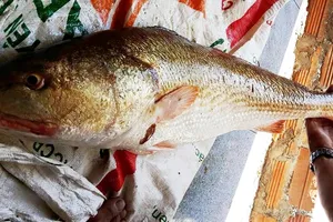 Ngư dân Khánh Hòa câu một con cá nghi là Sủ vàng 